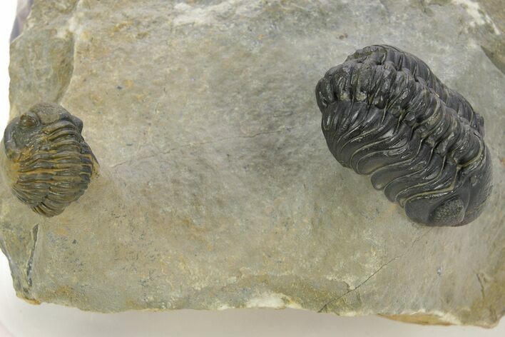 Austerops Trilobite With Gerastos - Ofaten, Morocco #363028